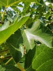 Lush fig leaves in the daylight