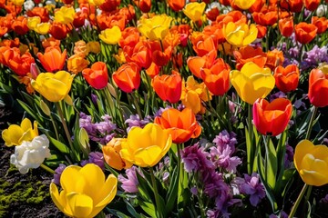 Tulips. Beautiful bouquet of tulips. colorful tulips. tulips in spring,colourful tulip