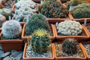 Varieties of cacti in flower pots