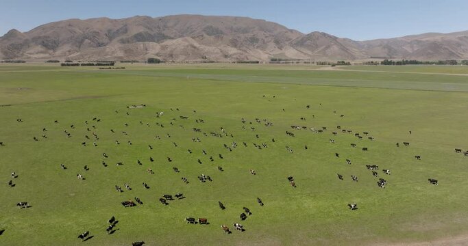 Aerial Backward Shot Of Cattle Grazing In Field On Sunny Day, Drone Descending Over Landscape - Otago, New Zealand