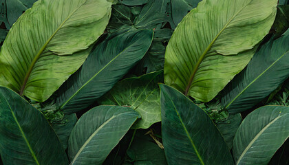 dark green leaves in the park background image panorama