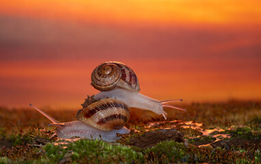 Snails at sunset on Moss