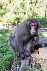 Affenberg nahe Burg Landskron