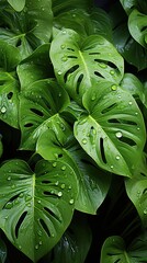 Dark green leaves of monstera or split-leaf philodendron the tropical foliage plant growing in wild on background. Agriculture plants illustration. Generative AI