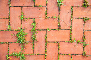 Pattern and close of old orange brick floor with green plant, view from above