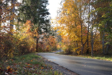 Scandinavian autumn road. Colorful leaves and trees. October. Stockholm, Sweden.