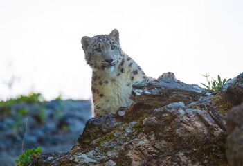 Snow Leopard