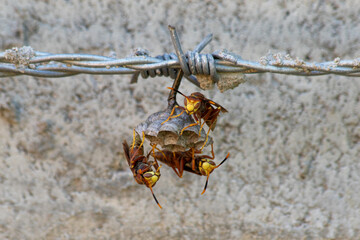 Argentine red wasp building its nest.