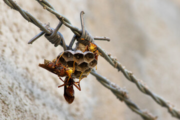 Argentine red wasp building its nest.