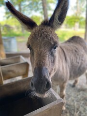 donkey in the farm