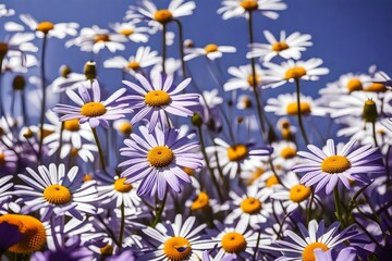 Obraz premium underneath view of a gentle purple daisy bloom on a sunny day