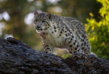 Snow Leopard