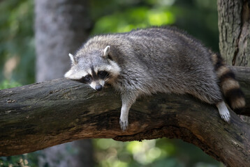 A raccoon rests on the trunk of a fallen tree