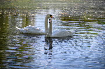 A couple of swans swim on the lake