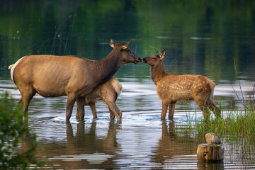 Canadian Elk