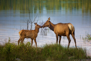 Canadian Elk
