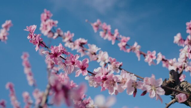 Close up shot of beautiful peach tree flowers blossom on a sunny spring day against blue sky. Gentle and tender pink flower petals of apple or sakura tree. Concept of spring