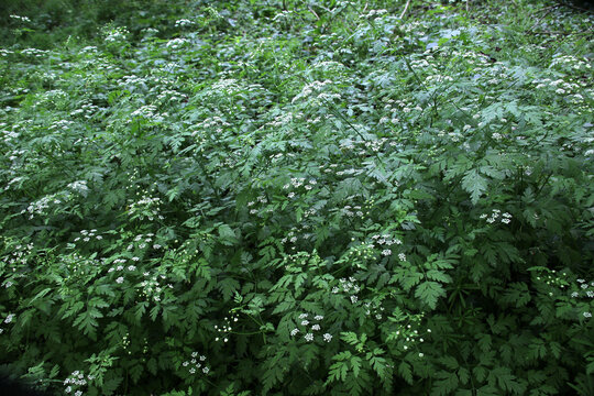 Chaerophyllum temulum grows in nature