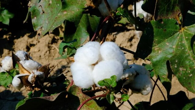 Opened white cotton flower and closed green flower. Cotton farm. Wind blowing in the cotton field. Green cotton field.