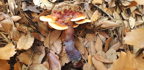 Mushroom red-brown Lacquered bracket or Ganoderma lucidum lies on the ground in brown leaves.