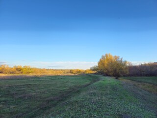 Naklejka premium A field with grass and trees