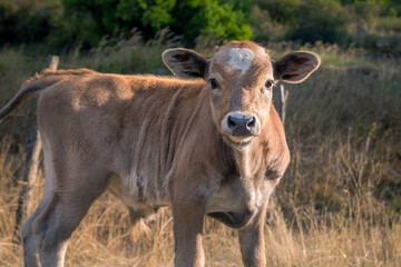 Brown calf with a spot on the forehead in the shape of heart, looking at you