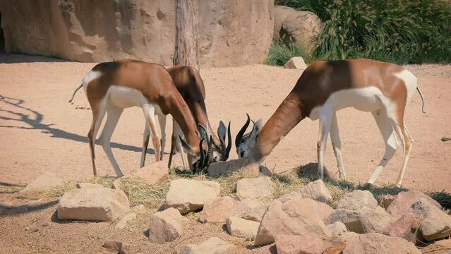African antelopes in their habitat