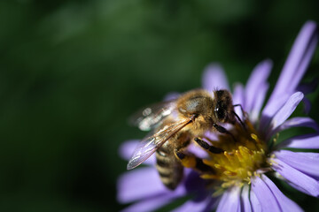 Close-up of a European striped honey bee sitting on a purple aster. IN the background green leaves with space for text