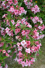 Weigela blooms in the garden.