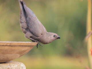 Grey Lourie taking off after drinking water.