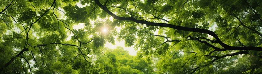 Fototapeta premium A dense forest canopy as seen from below, a spectacle of intertwined branches and leaves.
