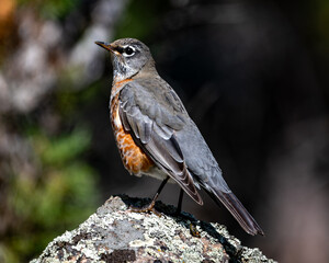 American Robin Perched on Rock