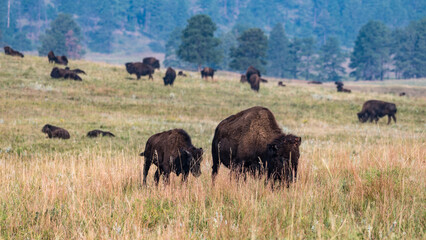 Fototapeta premium Bison Herd Grazing in Custer State Park