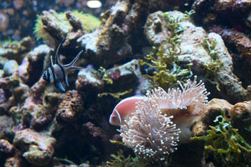 水族館の魚。神戸市内のみなとやま水族館で撮影