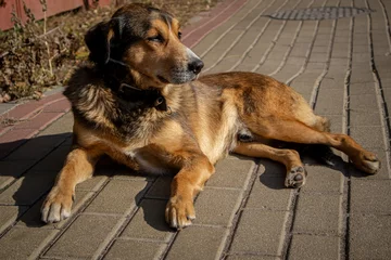Fotobehang the dog lies on the pavement under the sun © HannaBg