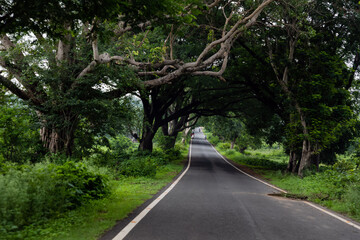Beautiful asphalt road in the forest leading to an exciting destination
