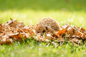 Hedgehog in autumn leafs cute
