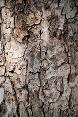 texture of tree