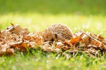 Hedgehog in autumn leafs cute