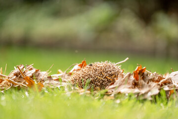 Hedgehog in autumn leafs cute