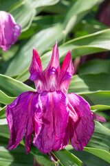 Close up of Roscoea purpurea flowers in bloom