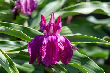 Close up of Roscoea purpurea flowers in bloom
