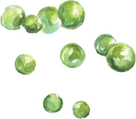 Vector Watercolor painted peas. Hand drawn fresh food design element isolated on white background.