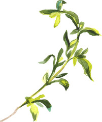 Vector Watercolor painted salad. Hand drawn fresh food design element isolated on white background.