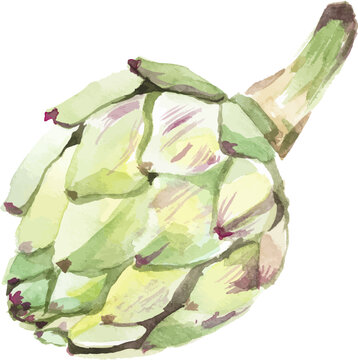 Vector Watercolor painted artichoke. Hand drawn fresh food design element isolated on white background.