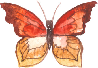Vector Watercolor painted butterfly. Hand drawn design elements isolated on white background.