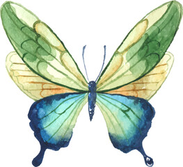 Vector Watercolor painted butterfly. Hand drawn design elements isolated on white background.