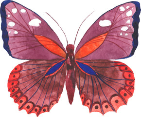 Vector Watercolor painted butterfly. Hand drawn design elements isolated on white background.