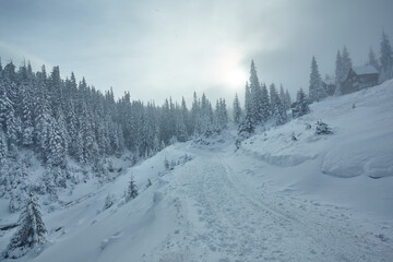 Beautiful winter snowy forest, winter holiday, winter bad weather blizzard