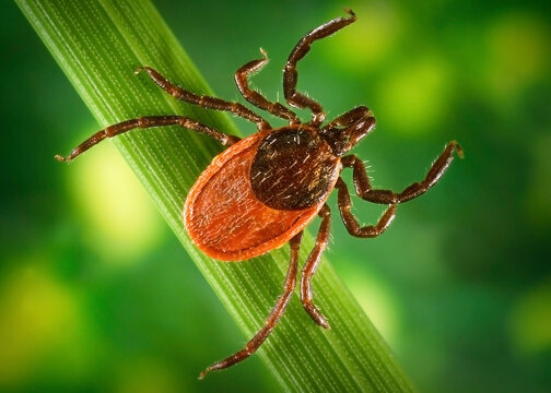 Blacklegged deer tick. Lyme disease is caused by the bacterium Borrelia burgdorferi and rarely, Borrelia mayonii.